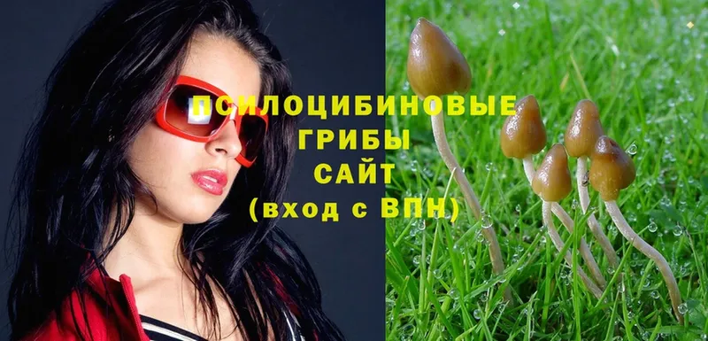 где продают наркотики  Подпорожье  Галлюциногенные грибы Cubensis 